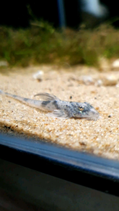 Panda Whiptail Catfish /Ornamental fish/Freshwater/Readystock