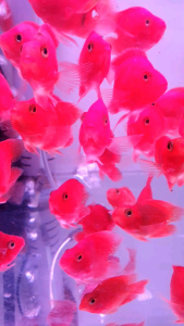 Love Red Parrot/Ornamental fish/Freshwater/Readystock