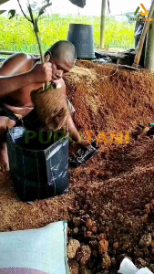 Planter Bag ukuran 35 Liter 35 x 35 1 Kodi 20 Pcs Pot Durian 35L