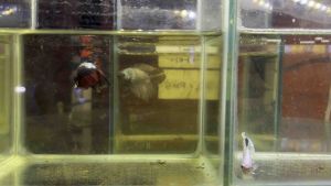 BETTA FISH[COMBO 2PCS] GRED A QUALITY FISH