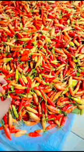 cabe rawit merah setan ori super pedas
