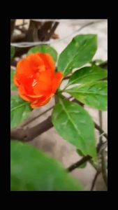 RINA • pokok tujuh duri • jarum tujuh bilah rhodocactus pokok khasiat herbs medicine 7 tree pokok bunga plant kesehatan