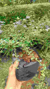 Bibit Hokiantea Mikro Buah: Cara Menggunakan dan Keuntungan