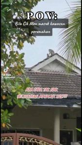 monyet liar dan perosak