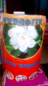 Magnolia Super Angelica Rice 25kg