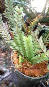 เอื้องใบมะขาม กล้วยไม้ขนาดเล็ก