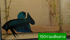 มหาชัยตัวในคลิป ตรงปกเกรดพ่อพันธุ์