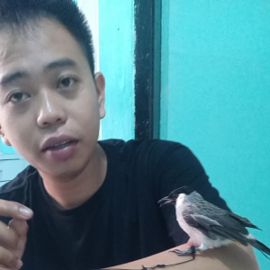 Tali pikat burung kutilang satin sangkar layang