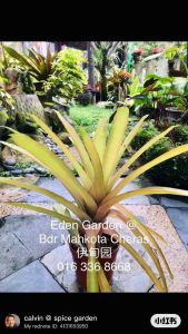 Aechmea Zebra Orange ~ * PREMIER GRADE * (積水风梨/bromeliad)