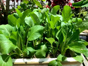 Biji Benih Sayur-Sayuran (Paket Besar) / Vegetable Seeds (Large Pack) / 蔬菜种子(大包装)