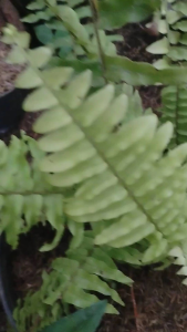 Boston Fern Variegated (Nephrolepis exaltata ‘Variegata’) -  - Pokok Paku Boston Variegated - वरिगेटेड बॉस्टन फर्न Boston Fern – Elegant Variegated Fronds Air-Purifying Hanging Plant Lush Tropical Look Easy Care LIVE PLANT