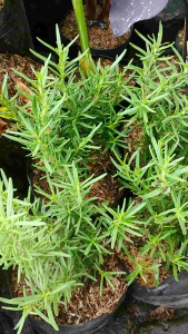 Sindo - Rosemary Herb Plant Krapyak  A Must-Have for Your Garden by Krapyak