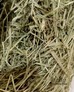 PREMIUM TIMOTHY HAY (1KG) USA Adult Rabbit Guinea Pig