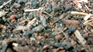 Gelas Eskrim/ Puding Jelly/ Cup Ice Cream Isi 50pcs