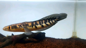 UMAGGOT BARCA V2 30gr XTRA JANGKRIK Pakan Pelet Ikan mix udang barca maggot super khasiat 2x lipat pelet optimalkan mutasi warna ikan menjadi lebih tajam & cerah