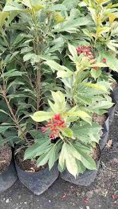 Jatropha Integerrima