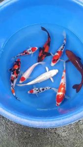 Japan koi import 22-28cm from Marusei & Marudo Farm  9pcs COMBO at RM4998 only