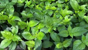 ต้นใบอ้มเนียมหอม 4 แถม 1 ต้น ซื้อ ช่วยกระชาย กลิ่น หอม คล้าย ใบเตย