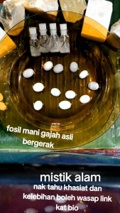 batu cincin mani gajah siap potong 100% asli bergerak dalam cuka