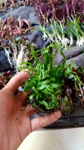 windlove bahahan jual per ikat low co2 hiasan aquarium