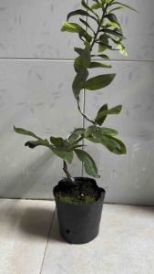 Hoa Mai Dảo Cánh Tròn_cây ghép