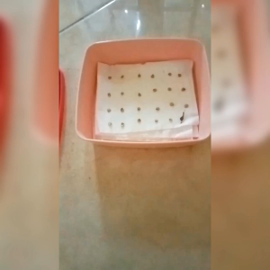 100 Butir Biji Benih Tanaman Cabe Rawit Merah