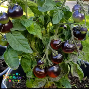 5 BUTIR BIJI/BENIH TANAMAN TOMAT MINI BLAUE ZIMMER