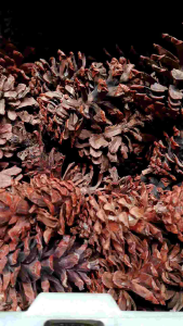 Buah pinus untuk fotografi - buah pinus dekor - ecer pinus - bunga pinus - buah pinus besar