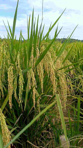 BENIH PADI UNGGUL TRISAKTI 100%ORIGINAL KEMASAN 5 KG