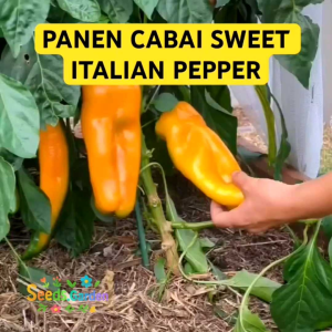 10 BUTIR BIJI BENIH TANAMAN CABE YELLOW SWEET ITALIAN