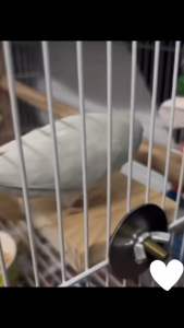 ชั้นปีนสัตว์เลี้ยง ชั้นปีนยึดกรง ชั้นปีนติดกรง แข็งแรง 6.6*6.6*5cm