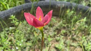 หมูแดง 12 บาท - หัวดอกบัวดิน หมูแดง หัวละ