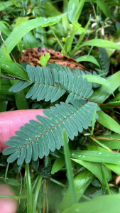 putri malu daun putri malu obat herbal tradisional  250 grm