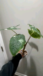 Alocasia scalprum albo variegatedด่างขาว จำหน่ายแบบไข่เพาะชำ ส่งชำในถ้วยอบอย่างดี