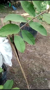 Selamat Datang Ditoko Kami Bibit Jambu Kristal Merah Varian Buah Berwarna Pink kemerahan. Keunggulan dari Jambu ini adalah rasanya yang manis dengan tekstur renyah dan berdaging tebal. Meskipun jambu biji namun jambu ini sangat minim biji bahkan nyaris y