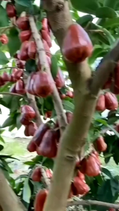 Selamat Datang Ditoko Kami Bibit Jambu Air Citra Memiliki Rasa buah Yang Manis Dan Bertekstur Renyah Dan Memiliki Warna Buah Yang Berwarna Merah . Hasil Okulasi Sudah Berbuah Silakan Di cekout