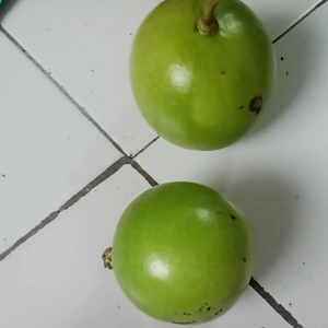 Buah Maja & Berenuk Segar: Manfaat & Tips Konsumsi