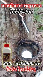 สูตรทาหน้ายาพารา พญานาค ไม่มี อิธิฟ่อน