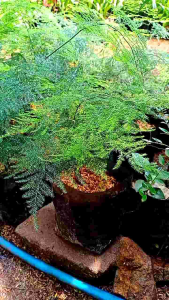 Tanaman Hias Hidup Asparagus Cetacius - pakis Runcing - Pohon Hias hidup