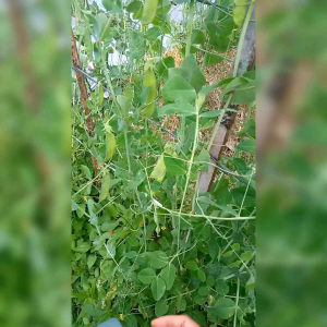BIJI BENIH TANAMAN KAPRI IMPORT (KEMASAN ORIGINAL)