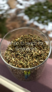 Dried Echinacea Tea