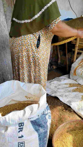 Bibit Padi Gogo Impor Malesyia - Benih Beras Merah Uggul Grade A 1000 Grm