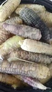 เมล็ดข้าวโพดตักหงาย 100 เมล็ด เมล็ดพันธุ์ข้าวโพดตักหงาย ส่งตรงจาก จ.เลย ของแท้