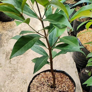 Sindo - Pokok Daun Salam: Penambah Rasa dan Penyembuhan Alami