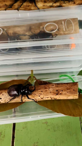 ด้วงกว่าง5เขาสต๊าฟของแท้1ชิ่นทำจากงานวินเทจด้วยมืเก็บไว้เพื่อการศึกษากิ่งไม้พยุงแกร่งแข็งมีจำกัด