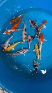JAPAN KOI LOCAL BREED 5/6” PREMIUM GRADE 13pcs COMBO OFFER at 1188 only + shipping 50 ( final call for stock clearance )