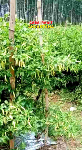 (BELI 5 GRATIS 1) Benih Bibit Cabai ANJASTAMA 10 gram | Benih Cabe Anjastama isi ± 2300 biji | Benih Cabai Menggantung | Cabai Merunduk | Cabai Tahan Virus | Bibit Cabe Rica Lokal Setan Master | Cabe Patalan Salaan | Cabai Viral Cabe Asmoro Cabe Ponirun
