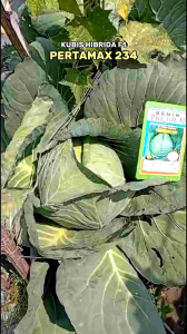 (COD) Benih Kubis Jumbo Pertamax 234 (Pertumbuhan Maksimal) Toleran Layu Akar Gada 10 gram | Setipe Green Nova Solid Summer Autumn 633 Grand 11 Polaris Rejo 255 Talenta F1 Takada Icon Kubis Investor KK Cross Gutji Green Luna Green Coronet