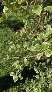 Termurah Beringin Ficus Kupu - Kupu Varigata 50 - 70 cm