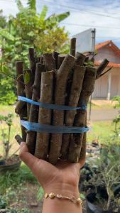 Termurah Bonsai Anting Putri Bahan Stek Fress Isi 1 KG